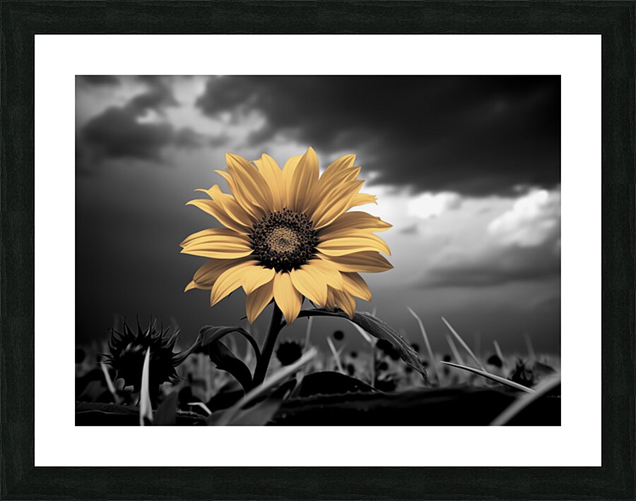 Helianthus Paradoxus - Sunflower Portrait Art Prints Picture Frame print