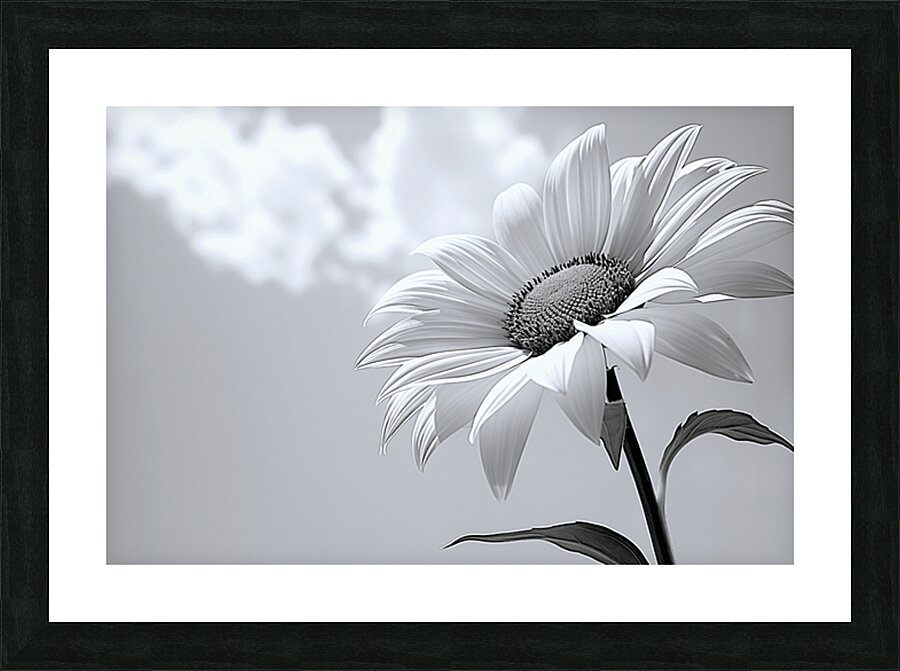 Helianthus Debilis - Botanical Sunflower Study Art Prints Picture Frame print