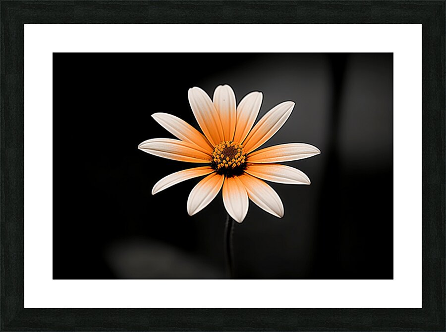Whispers Of The Wild Daisy - Monochrome Floral Art Prints Picture Frame print