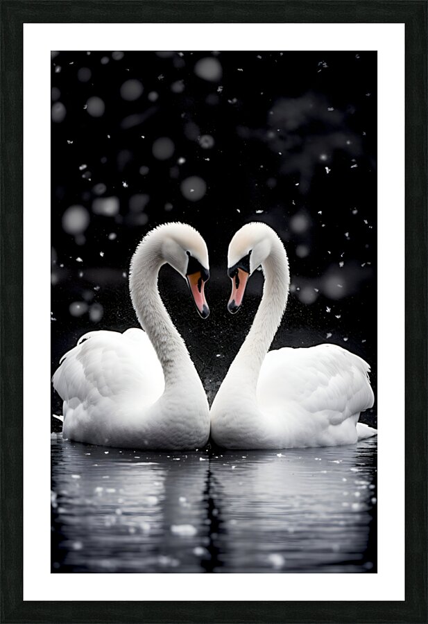 True Love - Swan Romance Art Prints Picture Frame print
