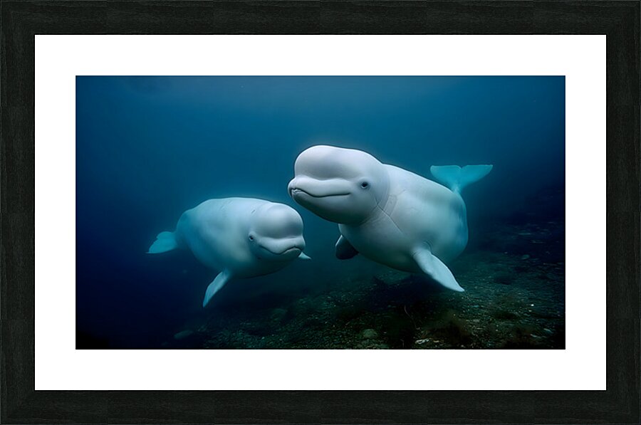 Blue Silence – Belugas in Still Water Print Picture Frame print