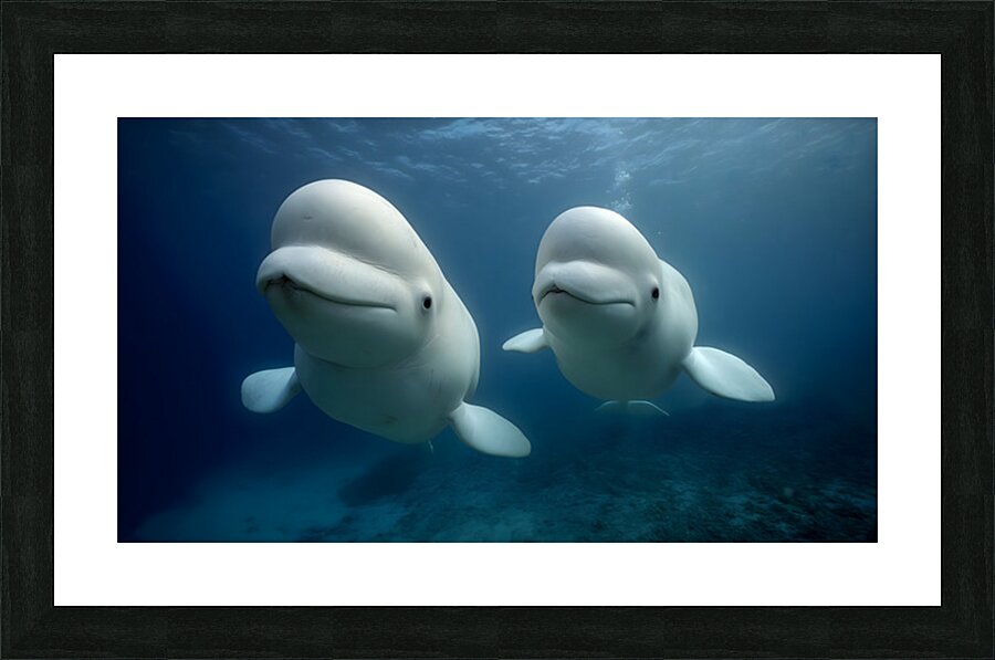 Arctic Companions – Beluga Whales Print Picture Frame print