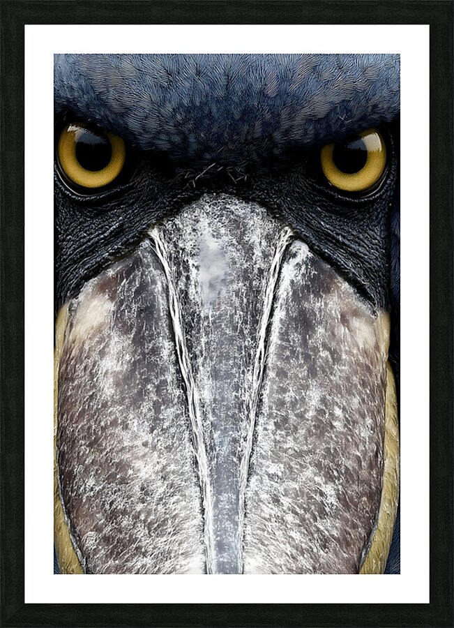 Prehistoric Stare – Present Day Shoebill Print Picture Frame print