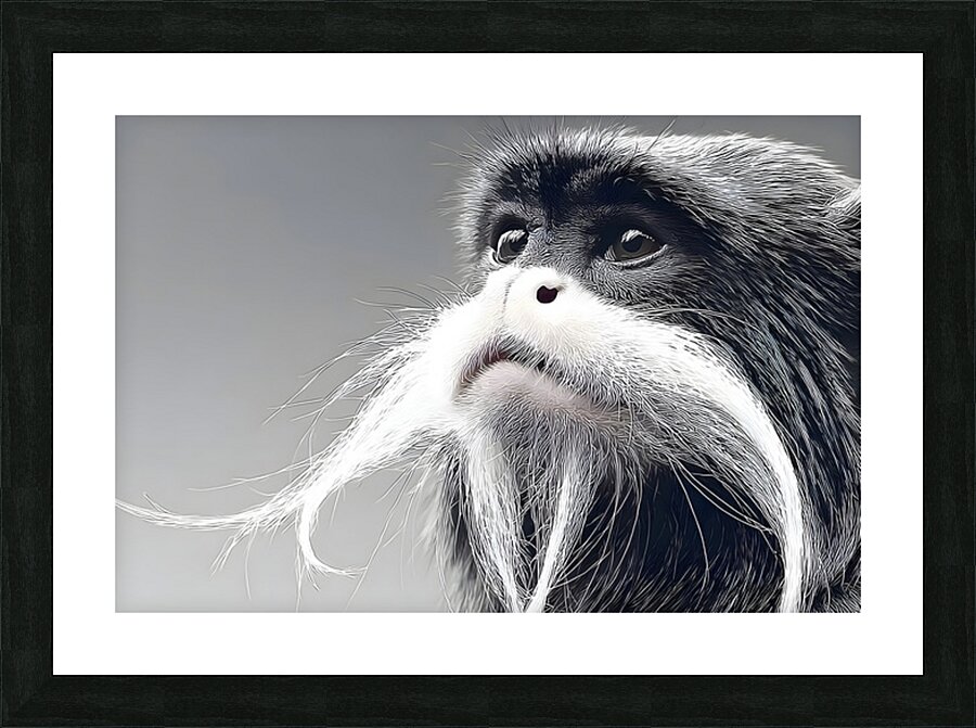 Emperor’s Gaze – Emperor Tamarin Monkey Portrait Print Picture Frame print