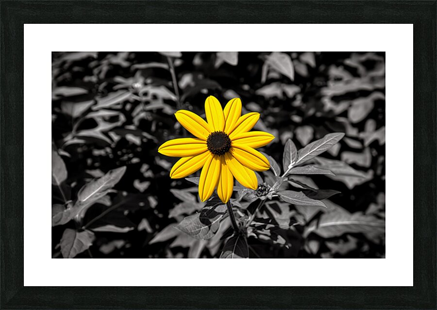 Golden Defiance – Yellow Flower in Monochrome Field Print Picture Frame print
