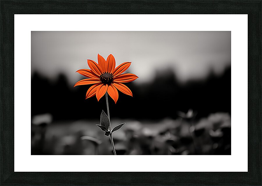 Solitary Flame – Orange Daisy in the Dark Print Picture Frame print