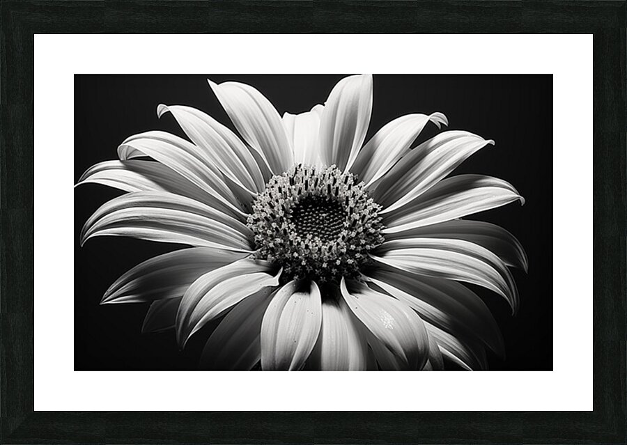 Shadow Bloom – Black and White Sunflower Portrait Print Picture Frame print