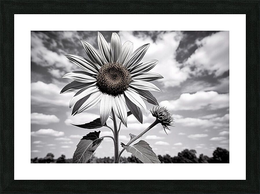 Skyward – Monochrome Sunflower Landscape Print Picture Frame print