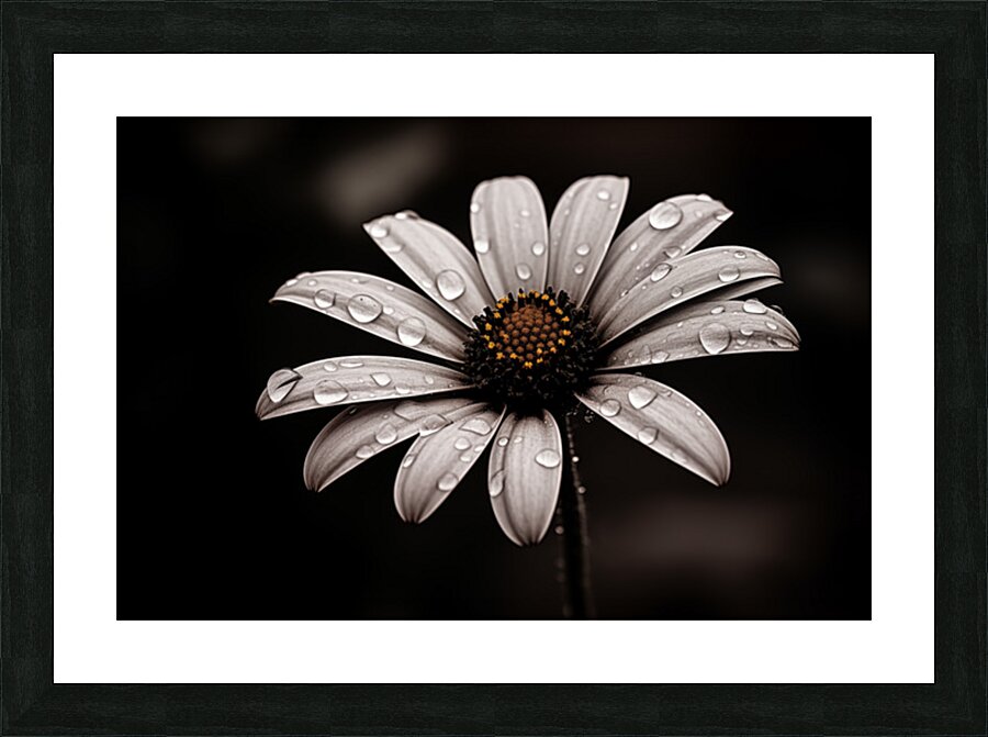After the Rain – Dew-Kissed Daisy in Monochrome Picture Frame print