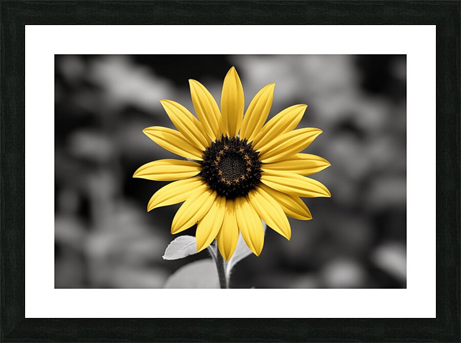 Golden Solitude – Single Yellow Daisy Print Picture Frame print