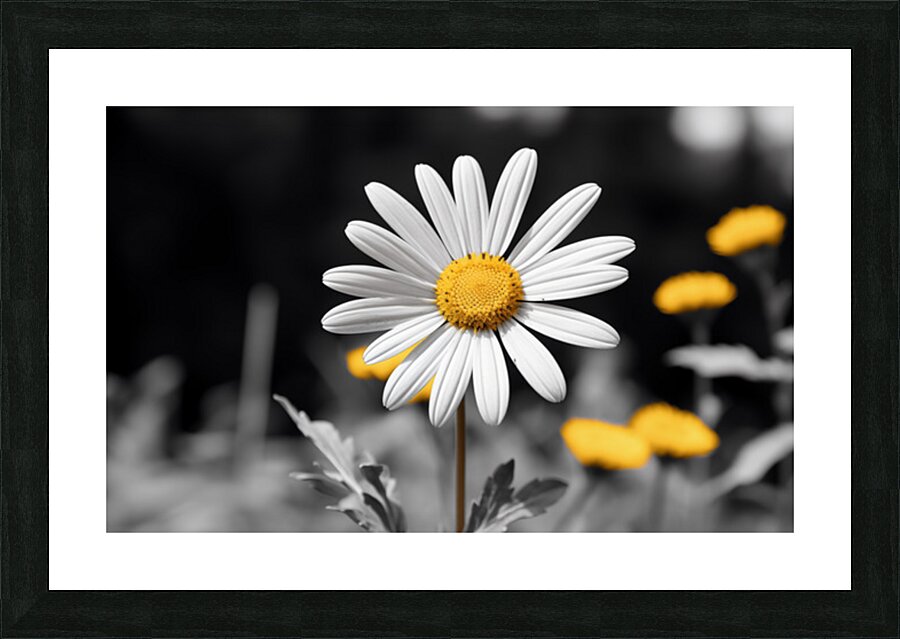 Light & Form – Black and White Daisy Print Impression et Cadre photo