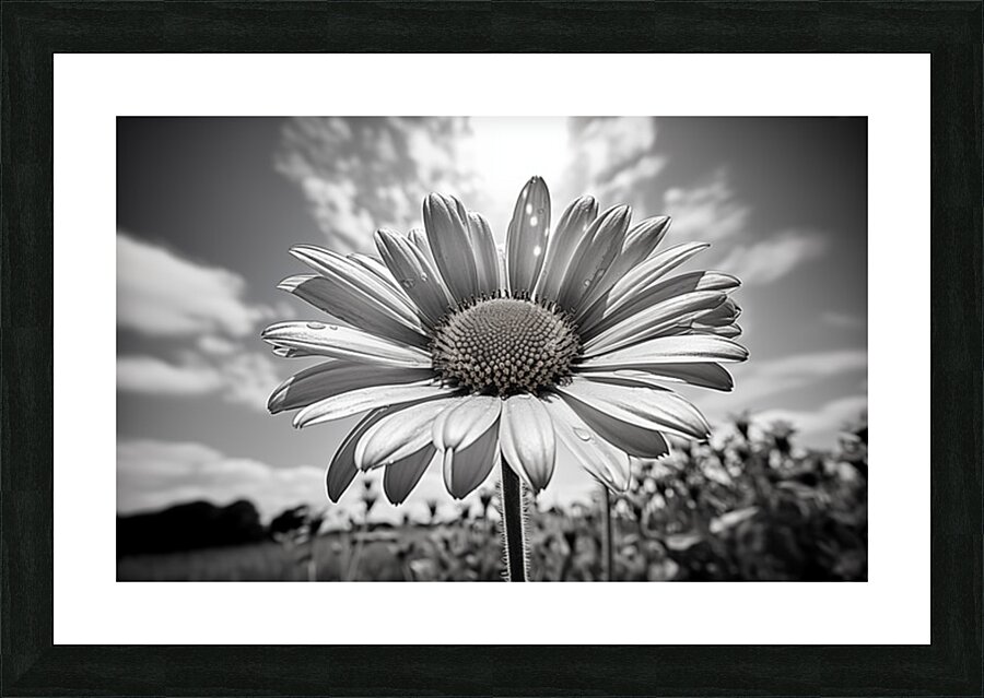 Summer’s Echo – Black and White Sunflower Field Print Picture Frame print