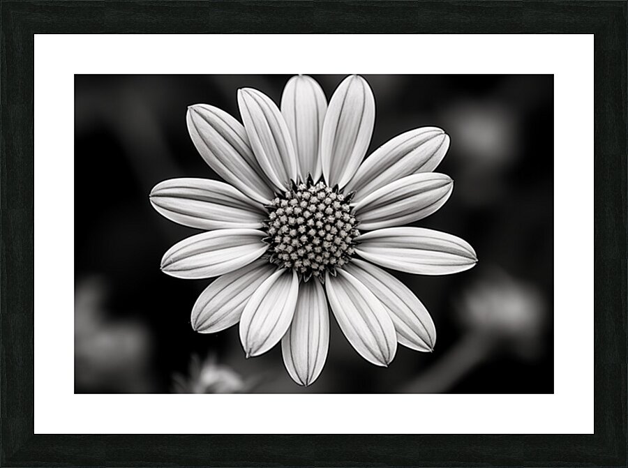 Fields of Memory – Black and White Sunflower Portrait Picture Frame print