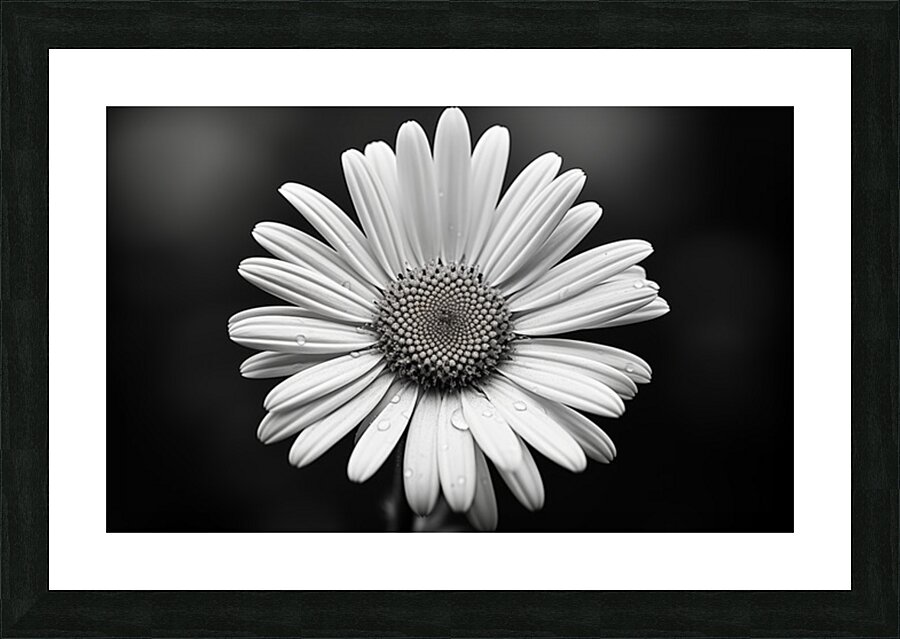 Monochrome Majesty – Sunflower in Black and White Print Picture Frame print