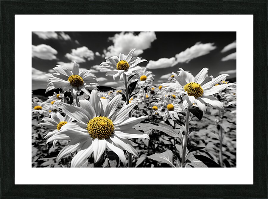 Whispers of Light – Monochrome Daisy Field Print Picture Frame print
