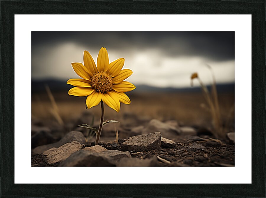 Golden Resolve – Sunflower in Sepia Field Print Picture Frame print