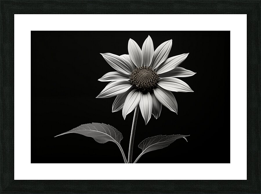 Quiet Majesty – Monochrome Sunflower Study Print Picture Frame print