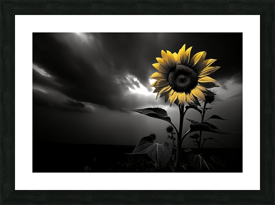 Hope in Bloom – Selective Color Sunflower Print Picture Frame print