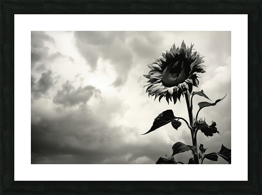 Stormwatch – Sunflower Under Clouded Sky Print Picture Frame print