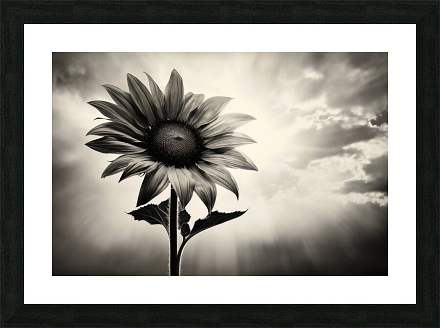 Standing Tall – Sunflower Monochrome Landscape Print Picture Frame print