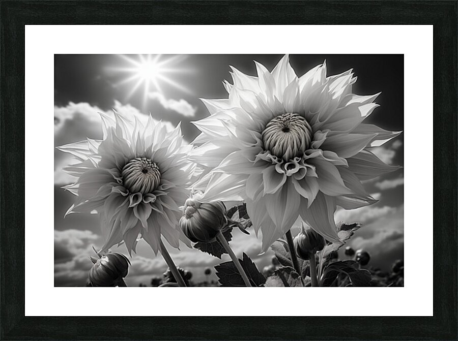 Silver Petals – Black & White Daisy Art Print Picture Frame print