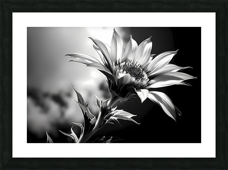 Sunflower Monochrome – Black & White Botanical Study Picture Frame print