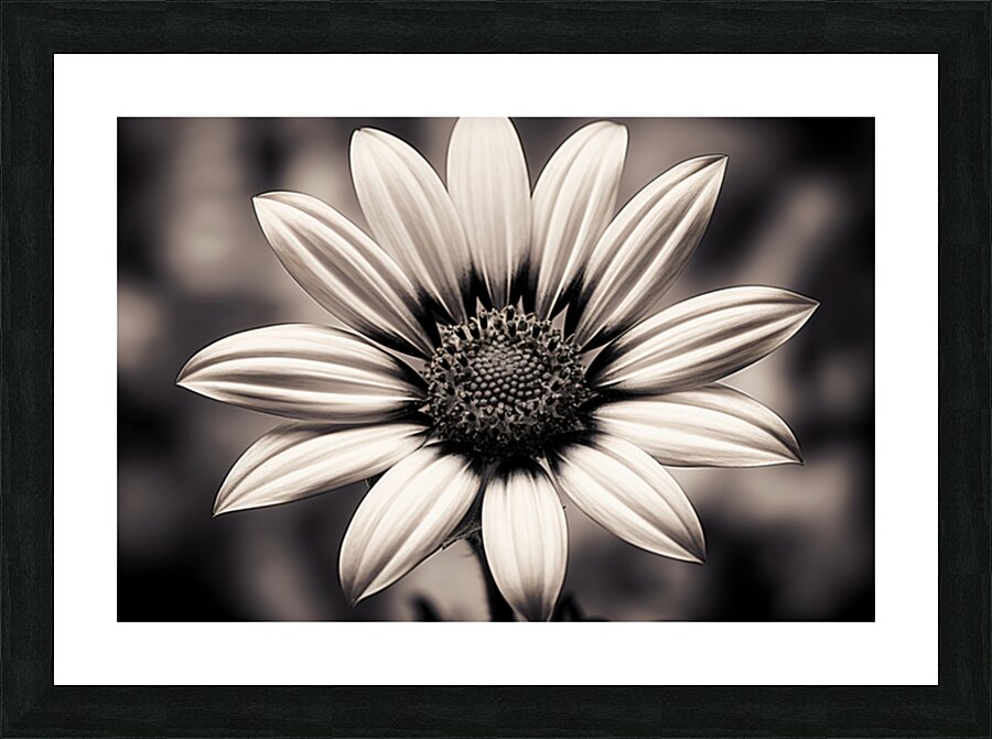 Blind Eyed – Monochrome Daisy Macro Art Print Picture Frame print