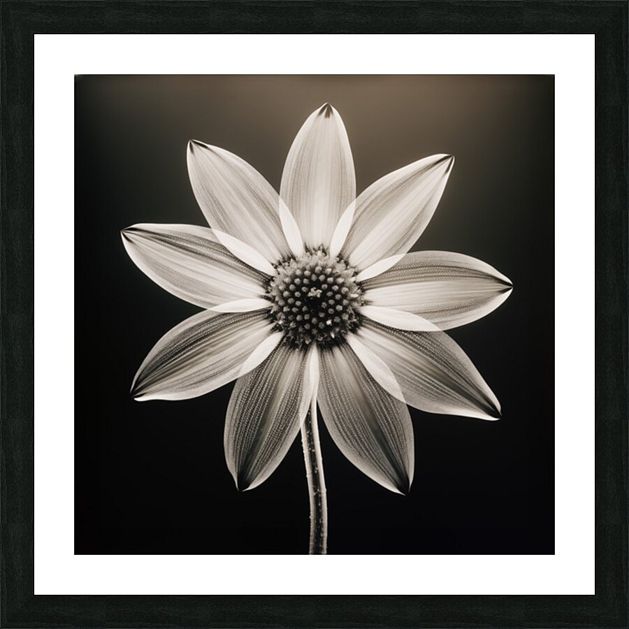 Sumptuous – Soft-Glow Daisy Monochrome Art Print Picture Frame print