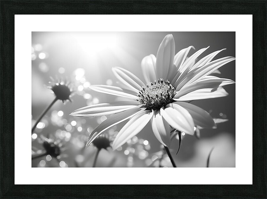 Resplendent – Luminous Daisy Monochrome Art Print Picture Frame print