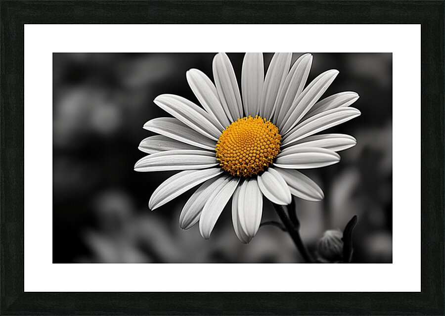 Serendipitous – Dew-Kissed Daisy Monochrome Art Print Picture Frame print