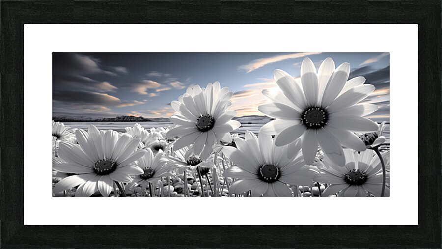 Silent Harmony – Black & White Garden Daisy Art Print Picture Frame print