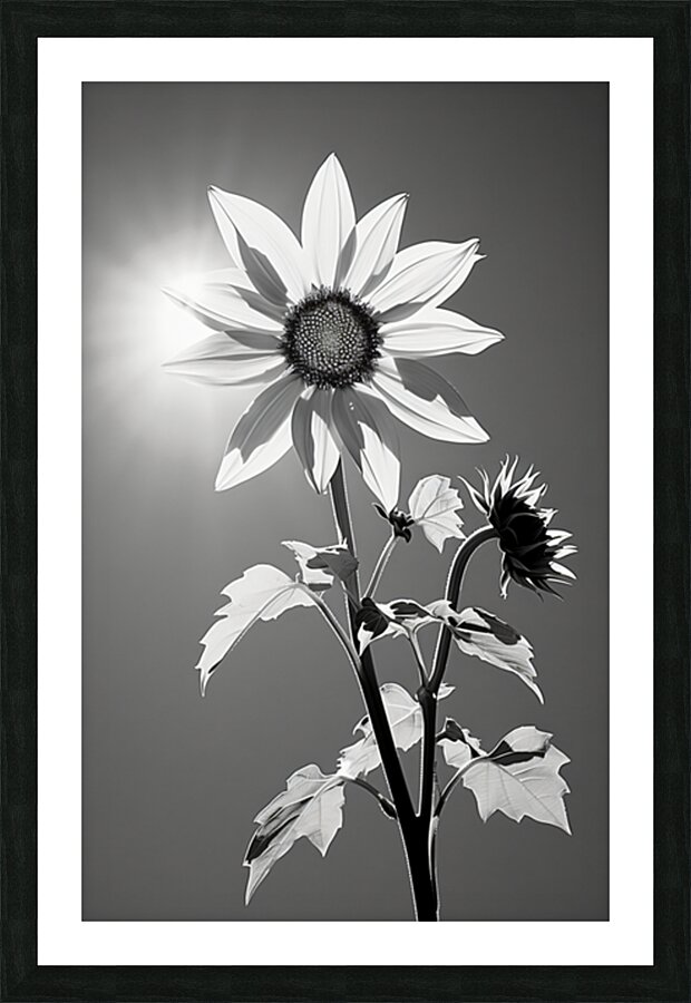 SPF - Sunlit Sunflower Monochrome Art Print Picture Frame print
