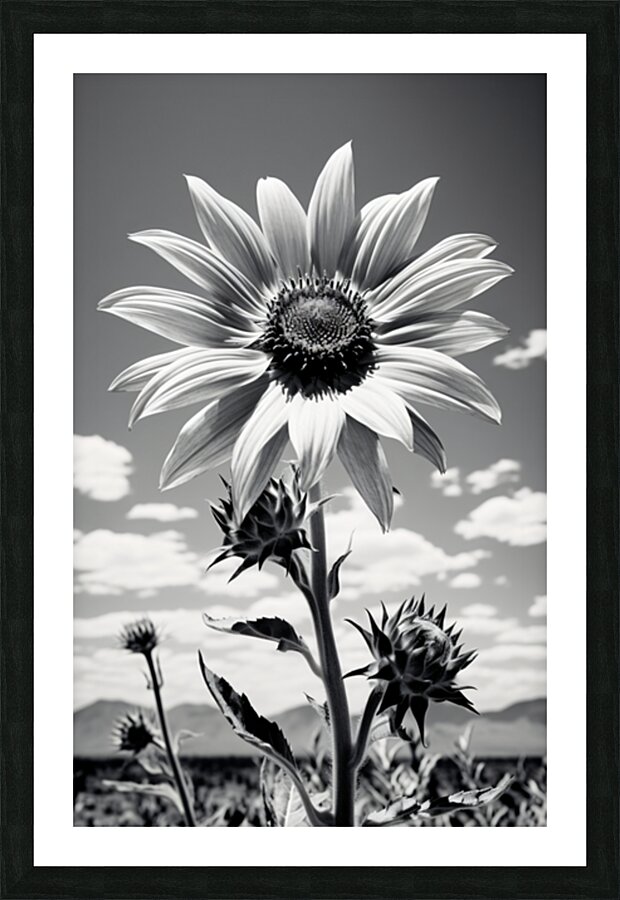 Vitamin D - Black & White Sunflower Art Print Picture Frame print
