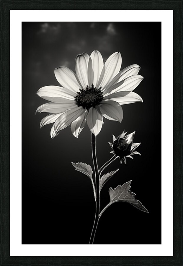 The Grace of Golden Hours – Monochrome Floral Art Print Picture Frame print