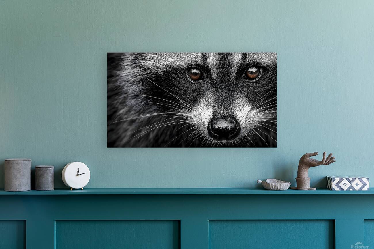 Bandit – Raccoon Portrait Art Print Reproduction
