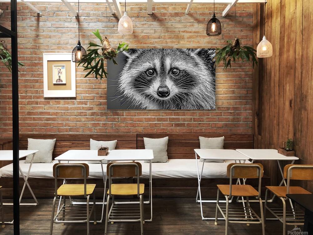 Masked Intentions – Raccoon Portrait Art Print Reproduction