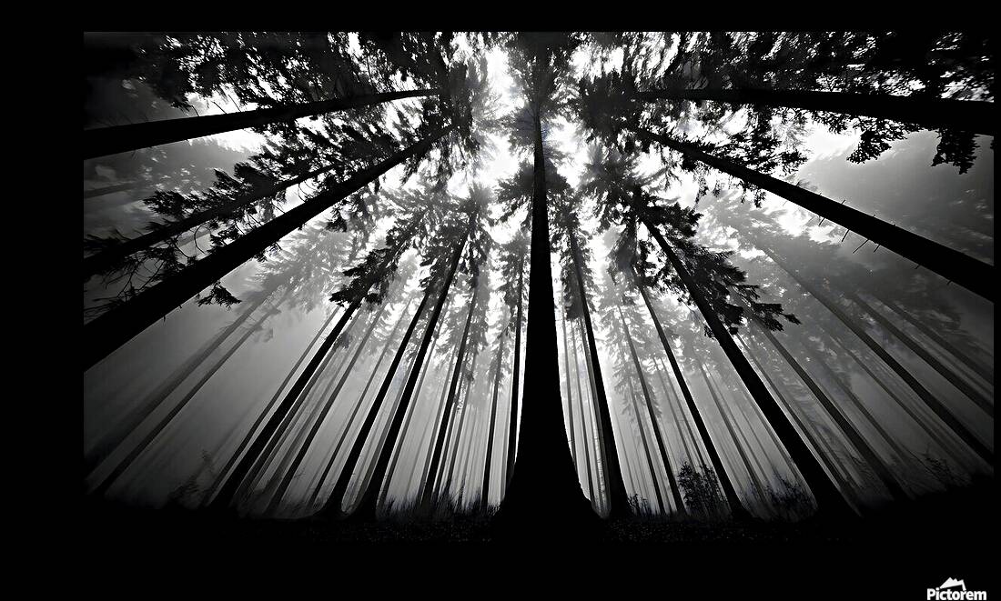 The Vertical Silence – Black & White Landscape Art Print Reproduction