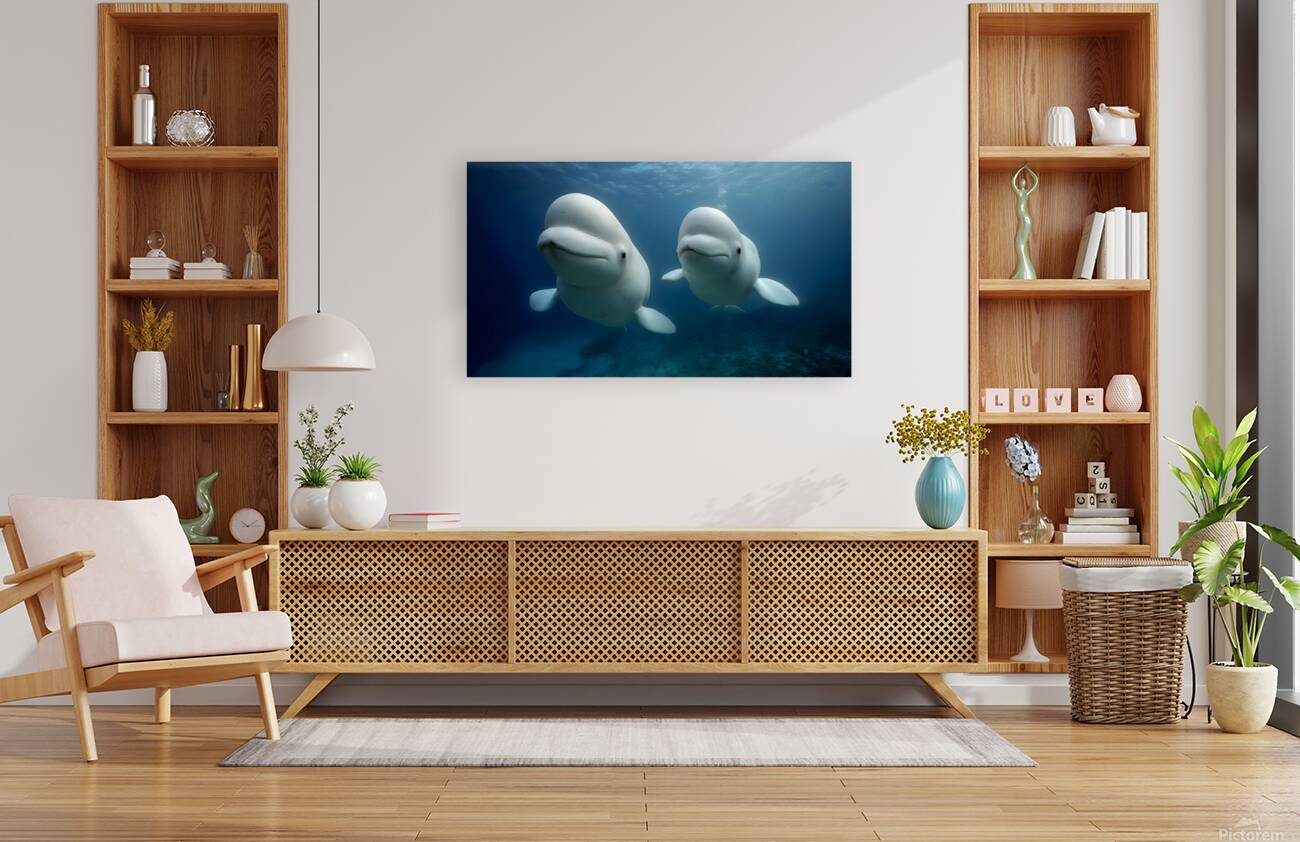 Arctic Companions – Beluga Whales Print Reproduction