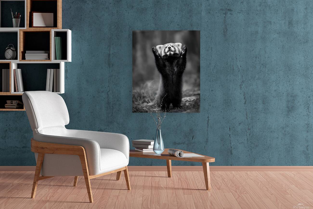 Standing Ovation – Red Panda Print Reproduction