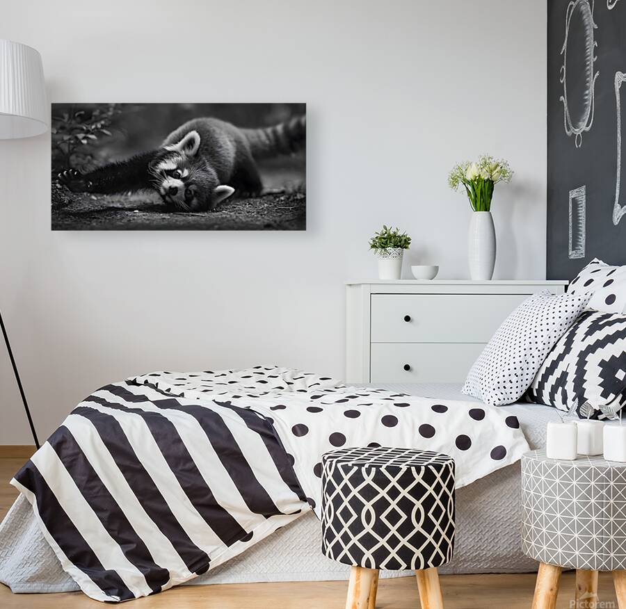 Morning Stretch – Red Panda Monochrome Print Reproduction