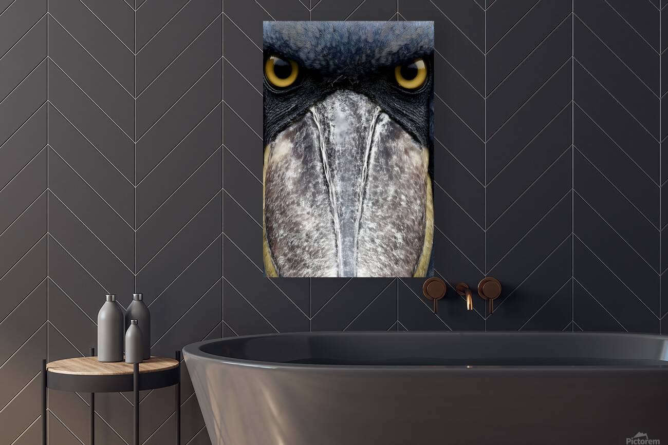 Prehistoric Stare – Present Day Shoebill Print Reproduction
