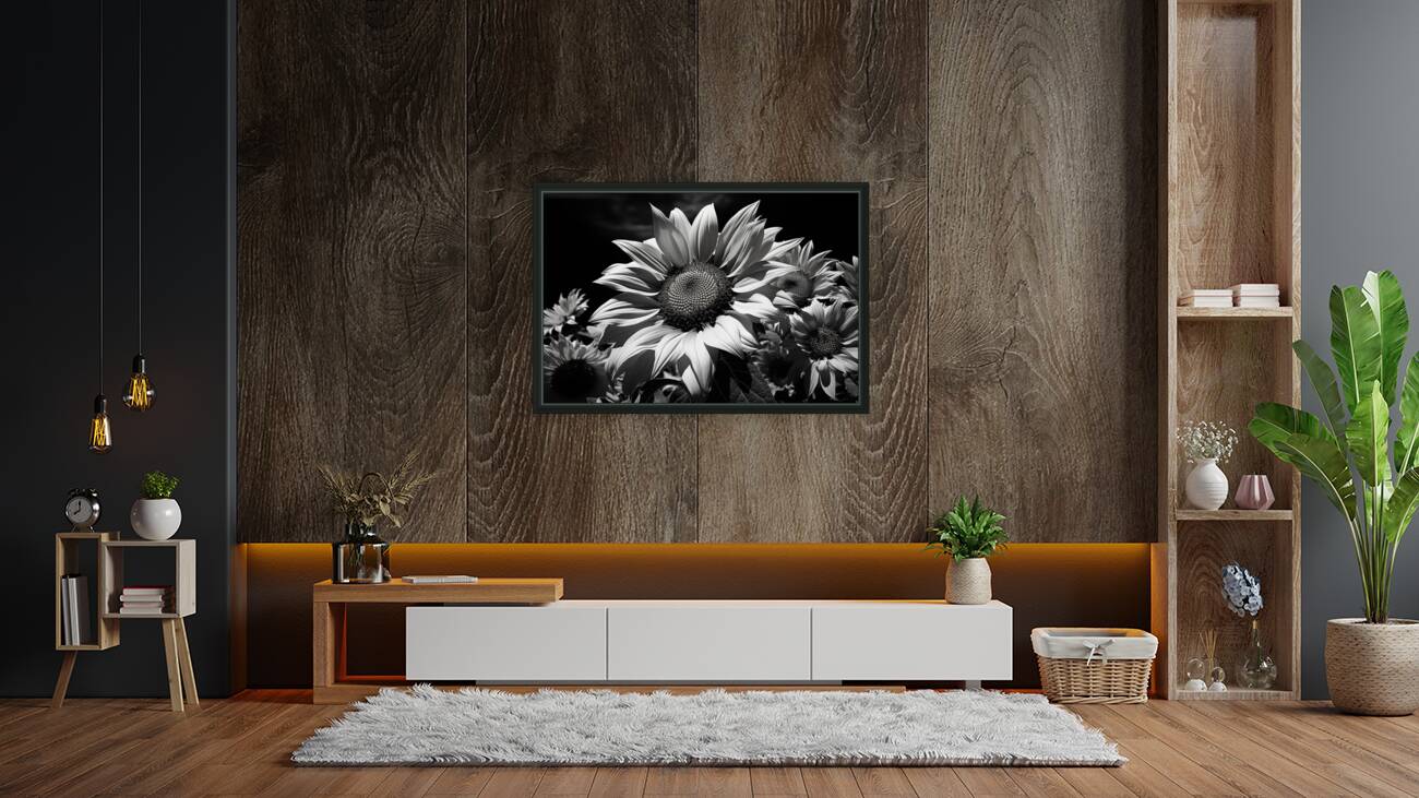 Golden Accent – Part-Color Sunflower Study Print Reproduction