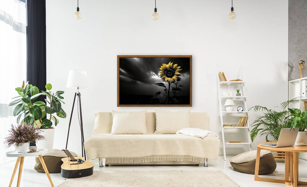 Hope in Bloom – Selective Color Sunflower Print Reproduction