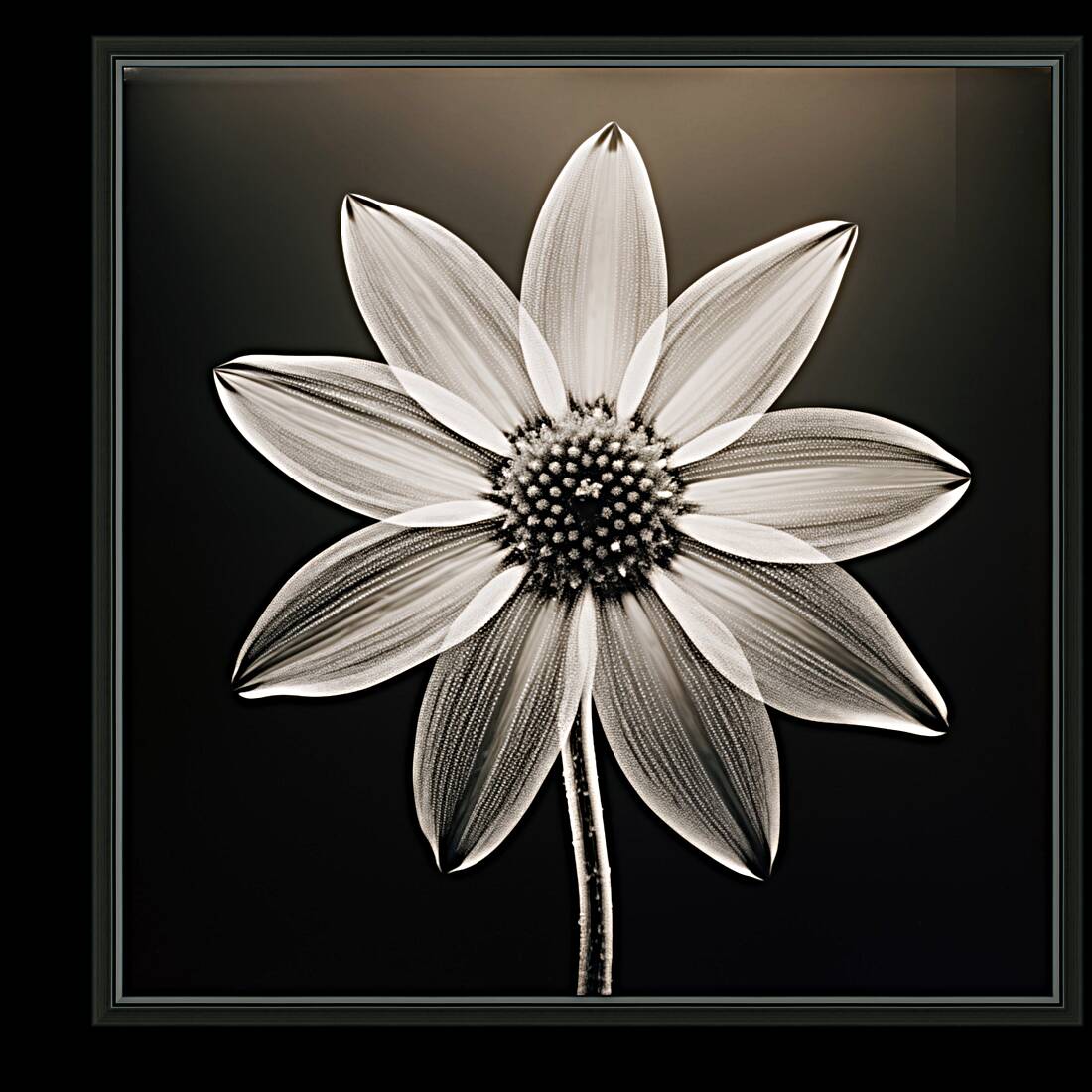 Sumptuous – Soft-Glow Daisy Monochrome Art Print Reproduction