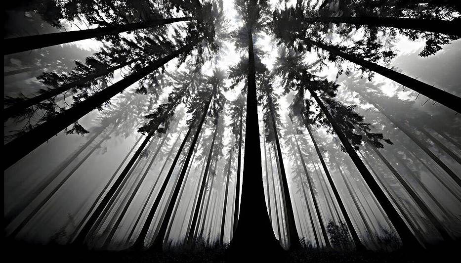 The Vertical Silence – Black & White Landscape Art Print by Savage Art Prints