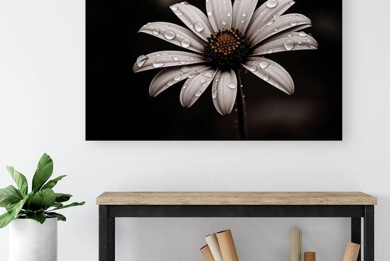 After the Rain – Dew-Kissed Daisy in Monochrome by Savage Art Prints