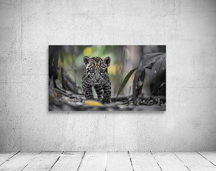 Innocent Innocent Prowler - Wild Feline Portrait Art Prints Wall Preview