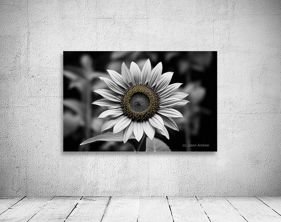 Petal Perspective 5 - Macro Floral Art Prints Wall Preview