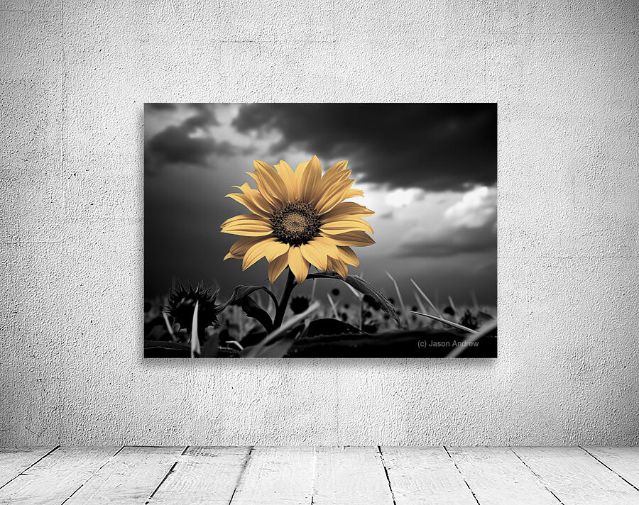Helianthus Paradoxus - Sunflower Portrait Art Prints Wall Preview