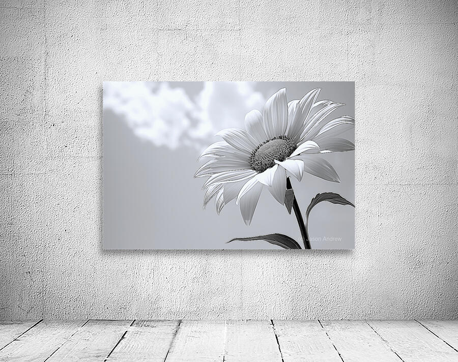 Helianthus Debilis - Botanical Sunflower Study Art Prints Wall Preview